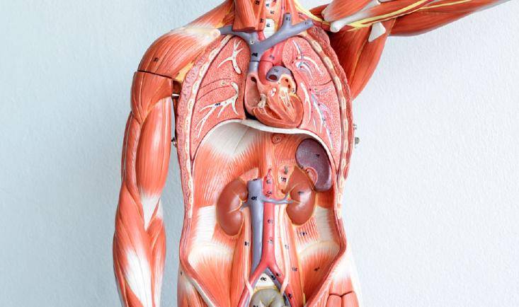 人体解剖学视频教学15讲张书永北京大学